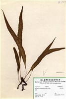 藏品(波氏星蕨)的圖片